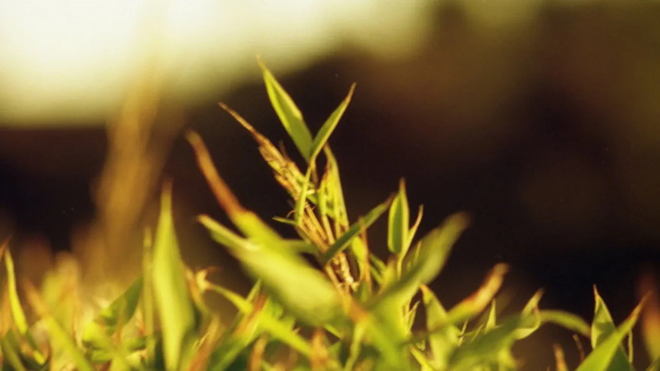 About Di Ronco • Builders